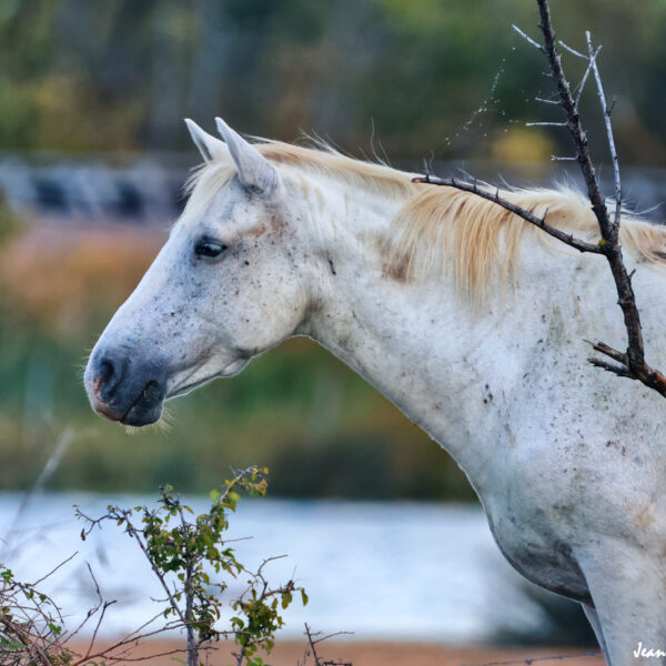 Chevaux 50 ©J-Luc Moya 2 degrés