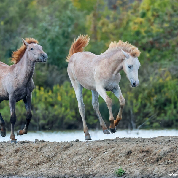 Chevaux 54 ©J-Luc Moya 2 degrés