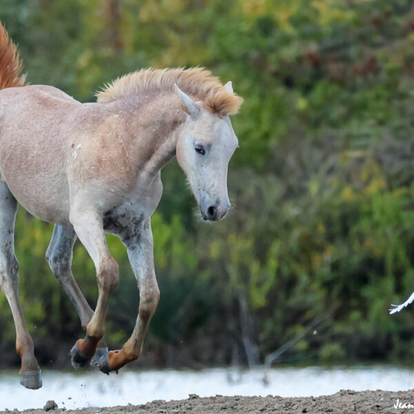 Chevaux 55 ©J-Luc Moya 2 degrés