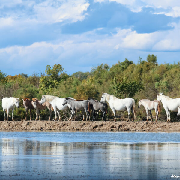 Chevaux 56 ©J-Luc Moya 2 degrés