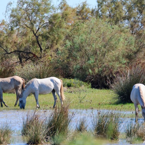 Chevaux Marais du Vigueirat 3-1 ©J-Luc Moya 2 degrés
