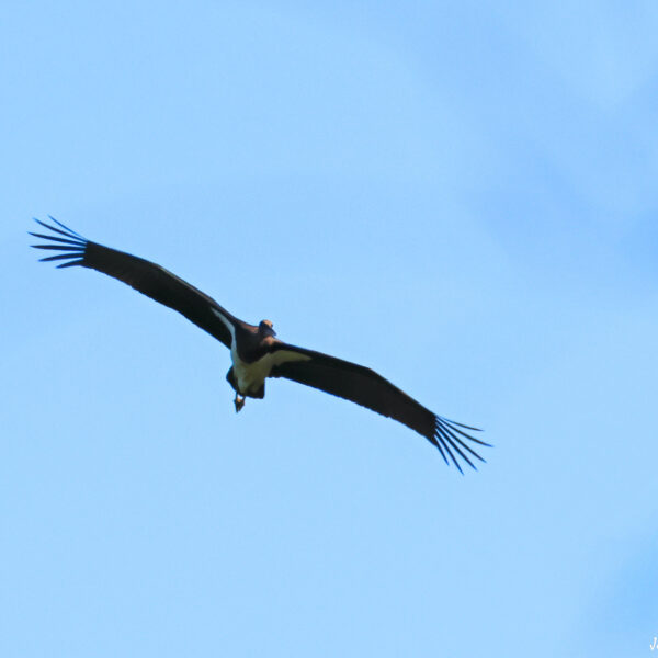 Cigogne noire 3-1 ©J-Luc Moya 2 degrés-1