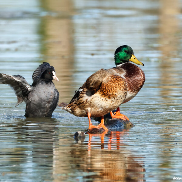 Cols verts foulque macroule ©J-Luc Moya 2 degrés