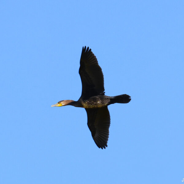 Cormoran ©J-Luc Moya 2 degrés