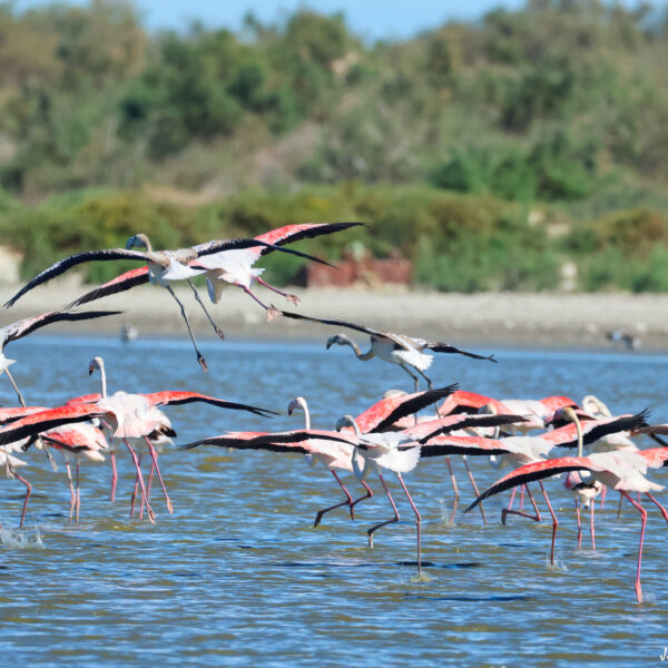 Flamant rose 74 © J-Luc Moya 2 degrés