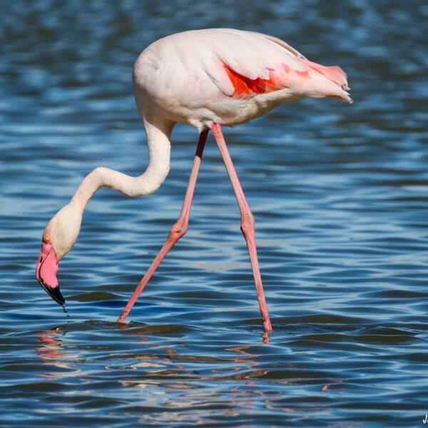 Flamant rose