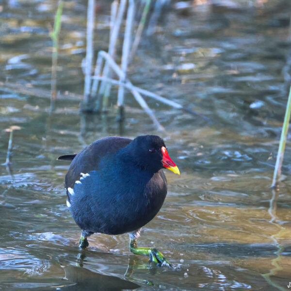 Gallinule poule d'eau