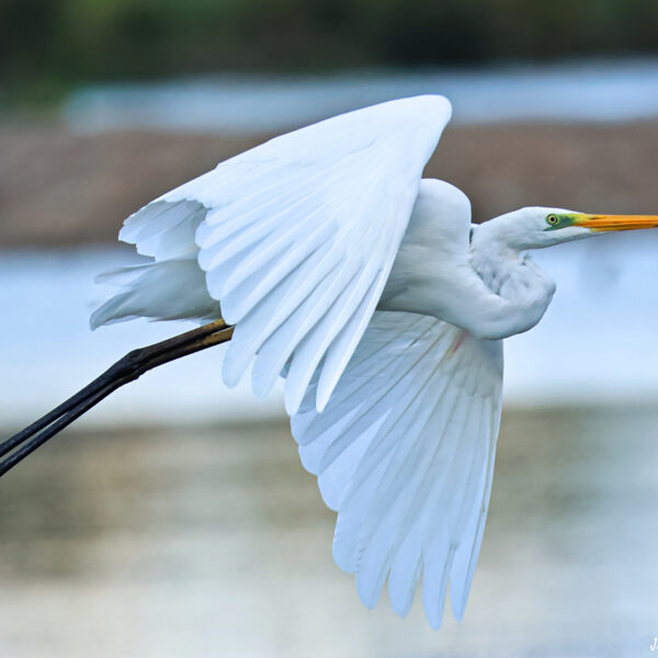 Grande aigrette