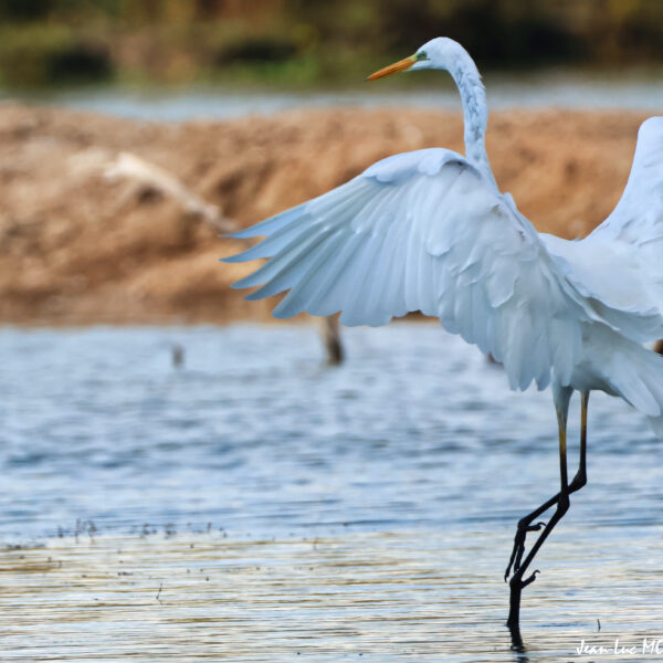 Grande aigrette 25 © J-Luc Moya 2 degrés