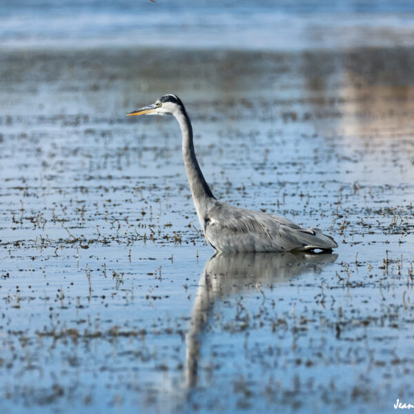 Héron cendré 55 ©J-Luc Moya 2 Degrés