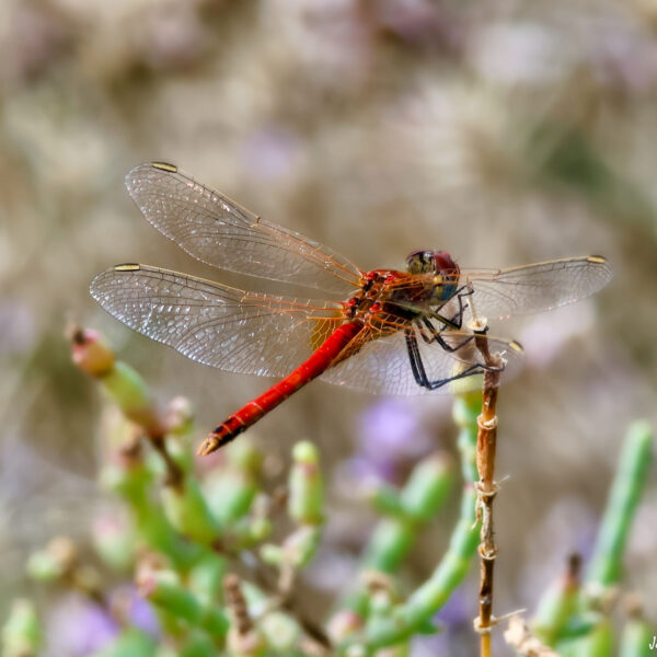 Crocothémis écarlate