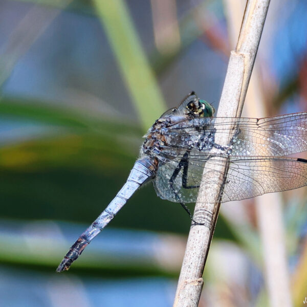 Libellule orthétrum bleuissant