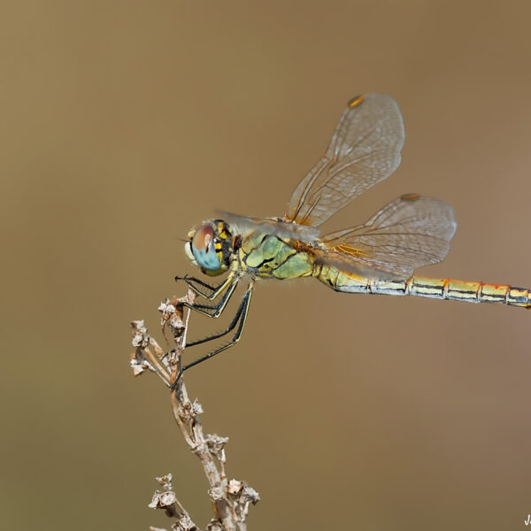 Sympetrum de Fonscolombe