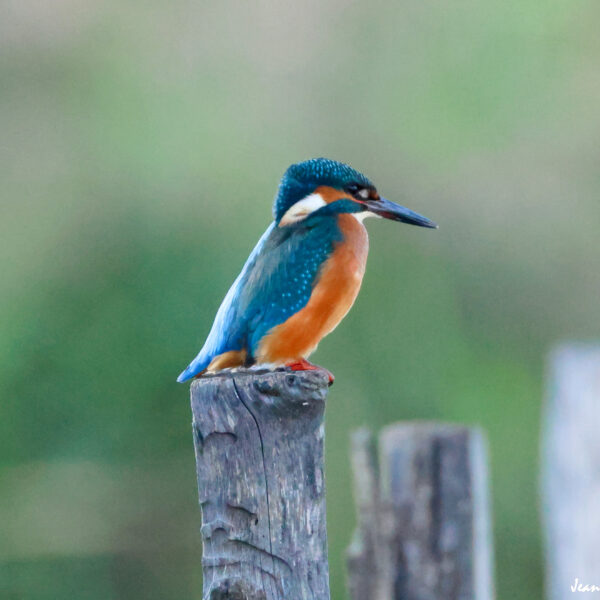 Martin Pêcheur (33) ©J-Luc Moya 2 degrés