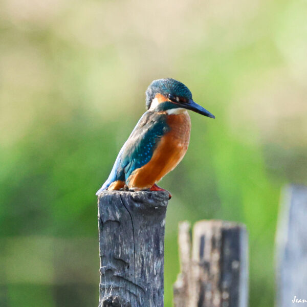 Martin Pêcheur (34) ©J-Luc Moya 2 degrés