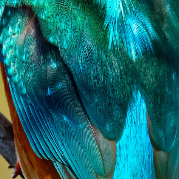 Martin Pêcheur plumes © J-Luc Moya 2 Degrés