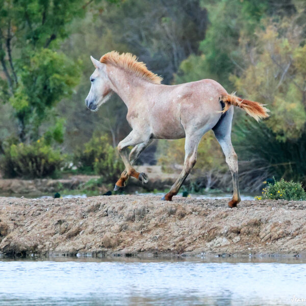 Poulain (2) ©J-Luc Moya 2 Degrés