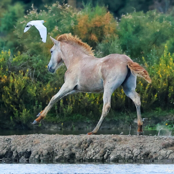 Poulain (3) ©J-Luc Moya 2 Degrés
