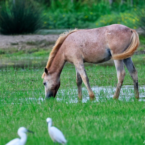 Poulain Camargue