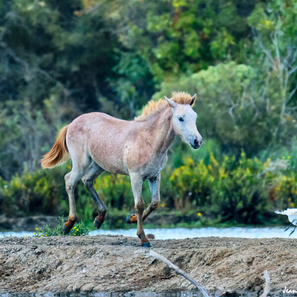 Poulain ©J-Luc Moya 2 Degrés