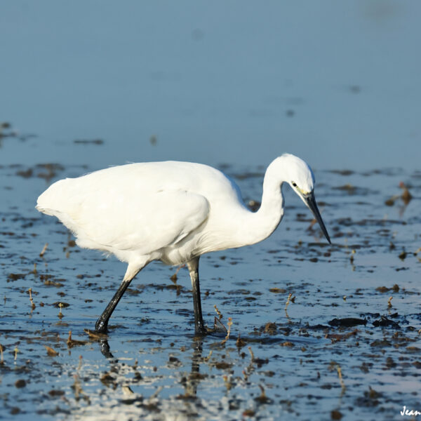 Aigrette garzette