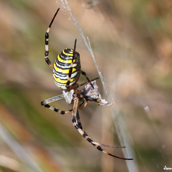 Araignée Argiope frelon (2) ©J-Luc Moya 2 degrés