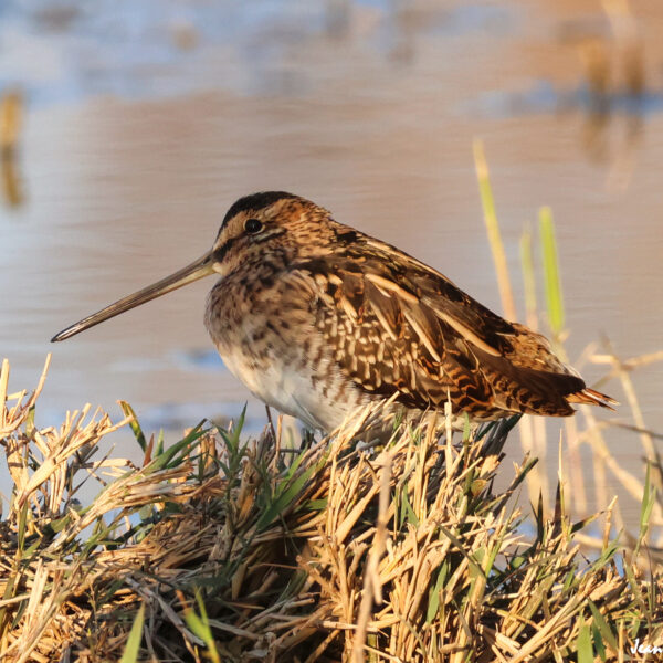 Bécassine des marais (4) ©J-Luc Moya 2 degrés