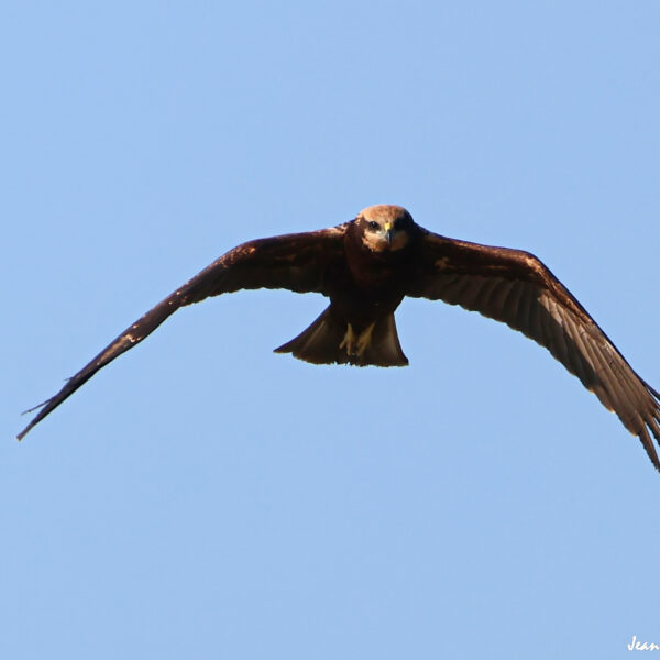 Busard des roseaux 7 ©J-Luc Moya 2 Degrés