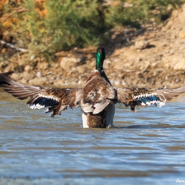 Canard Col vert (4) ©J-Luc Moya 2 Degrés