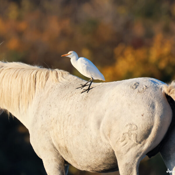 Chevaux 58 ©J-Luc Moya 2 degrés