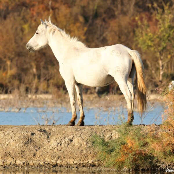 Chevaux 59-1©J-Luc Moya 2 degrés