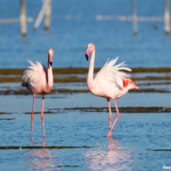 Flamant rose 76 ©J-Luc Moya 2 Degrés
