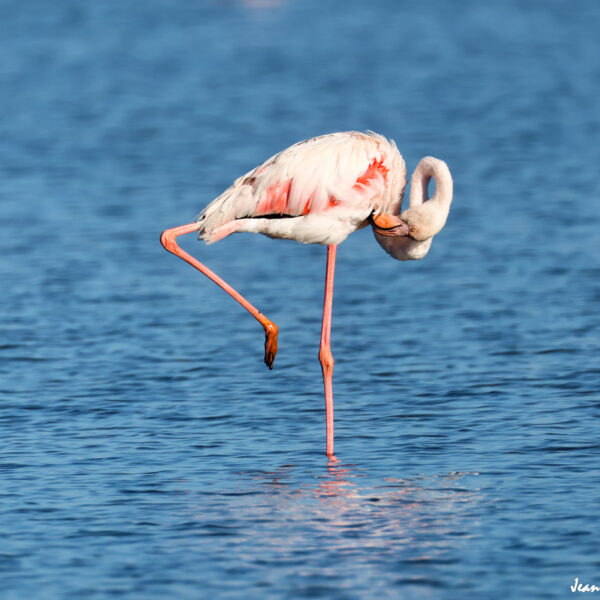 Flamant rose 77 ©J-Luc Moya 2 Degrés