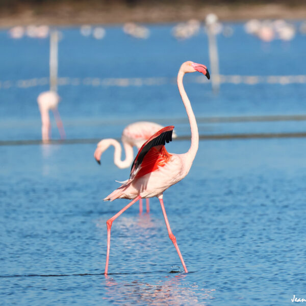 Flamant rose 78 ©J-Luc Moya 2 Degrés