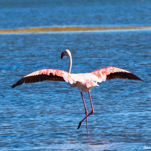 Flamant rose