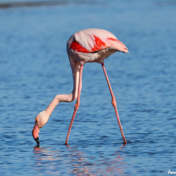Flamant rose 80 ©J-Luc Moya 2 Degrés
