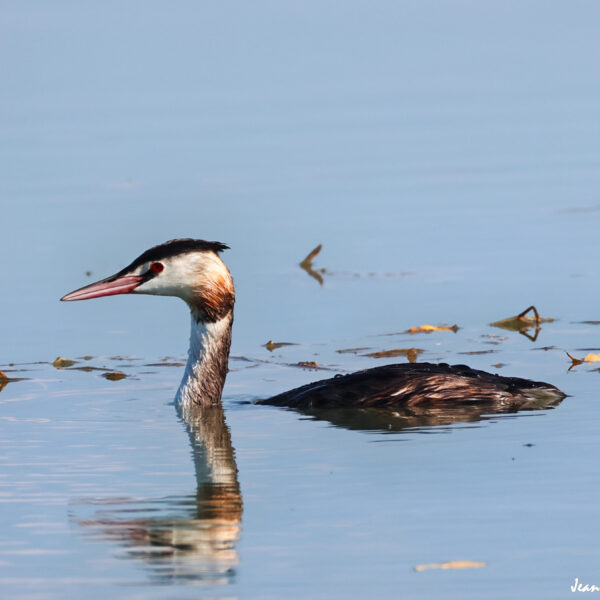 Grèbe huppé (2) © J-Luc Moya