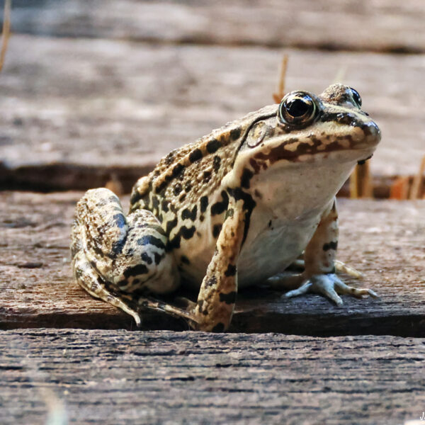 Grenouille des Marais ©J-Luc Moya 2 Degrés