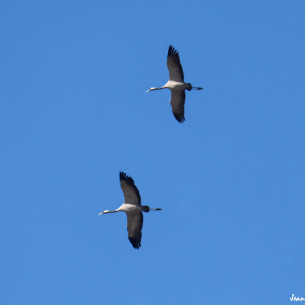 Grues cendrées (13) ©J-Luc Moya 2 Degrés
