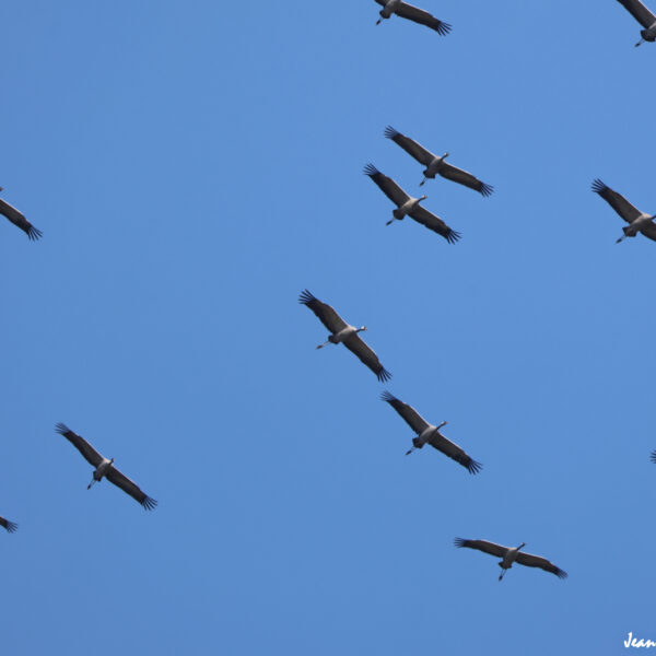 Grues cendrées (14) ©J-Luc Moya 2 Degrés