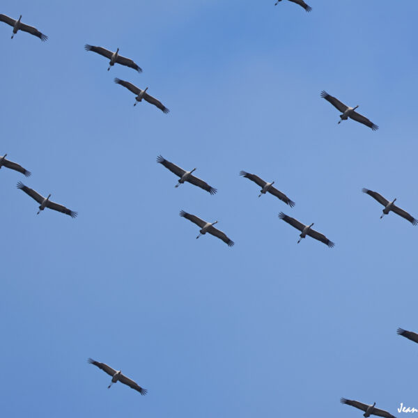 Grues cendrées (15) ©J-Luc Moya 2 Degrés