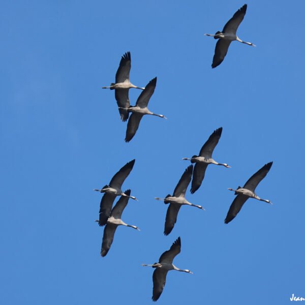 Grues cendrées (16) ©J-Luc Moya 2 Degrés