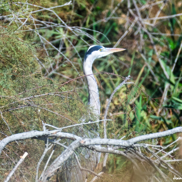 Héron cendré 58 ©J-Luc Moya 2 Degrés