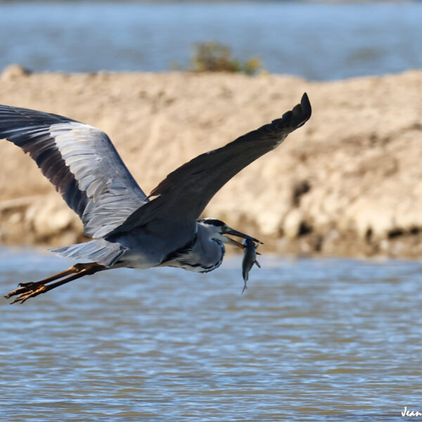 Héron cendré 59 ©J-Luc Moya 2 Degrés