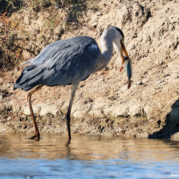 Héron cendré 60 ©J-Luc Moya 2 Degrés