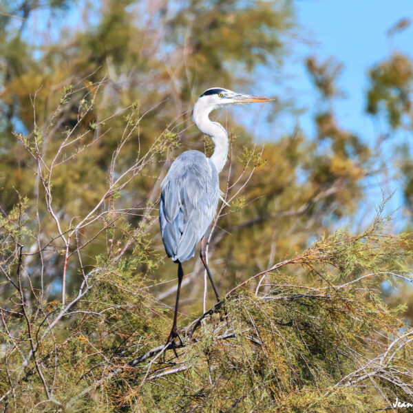 Héron cendré 61 ©J-Luc Moya 2 Degrés