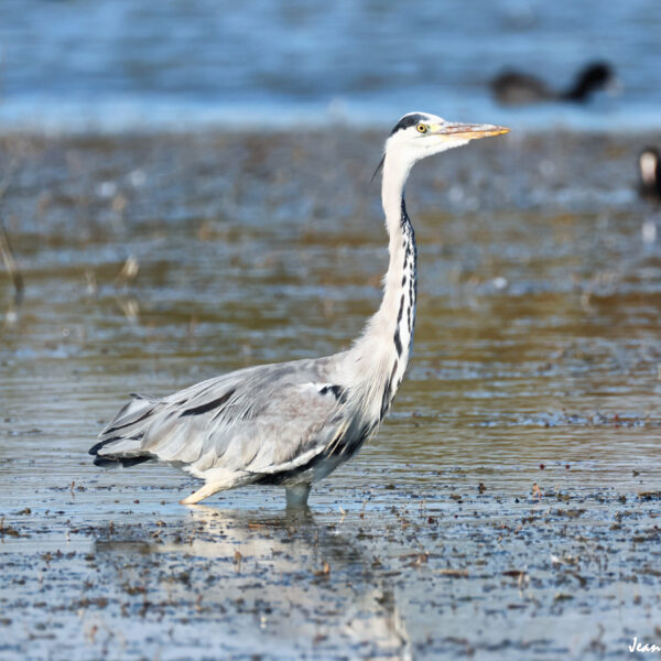 Héron cendré 62 ©J-Luc Moya 2 Degrés
