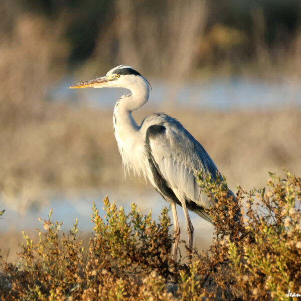 Héron cendré 63 ©J-Luc Moya 2 Degrés