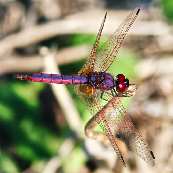 Libellule Thrithémis pourpré ©J-Luc Moya 2 Degrés
