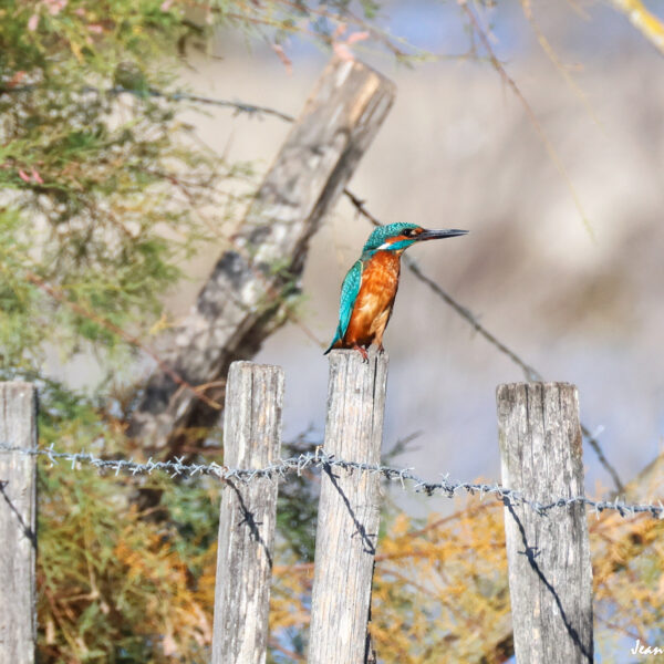 Martin Pêcheur (37) ©J-Luc Moya 2 degrés